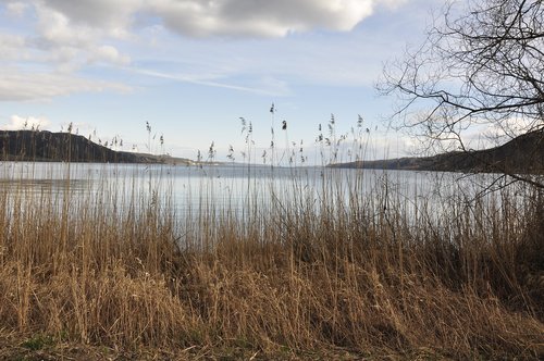 lake constance  water  reed