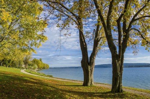 lake constance  nature  trees
