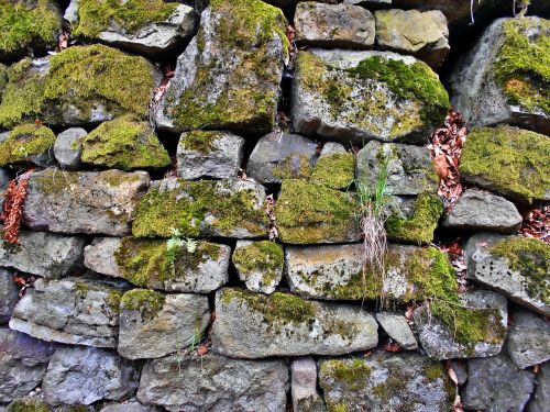 stone wall lake dusia moss