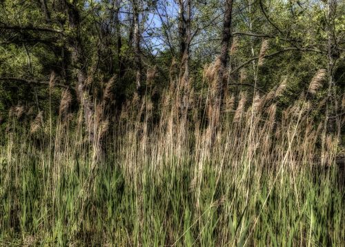 Lake Foliage