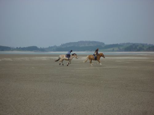 lake forggensee horses ride