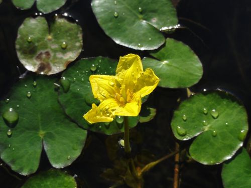 lake jug nymphoides peltata flower