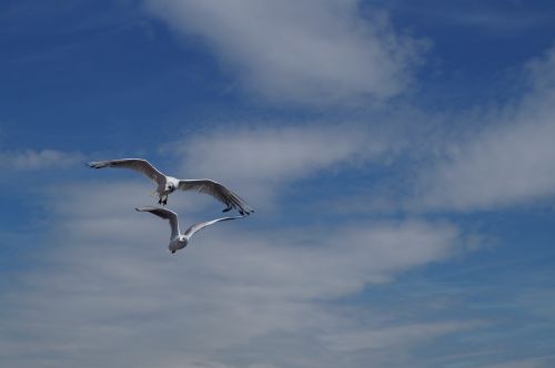 lake lucerne region sgv gulls