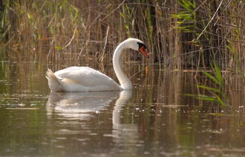 lake neusiedl burgenland swan