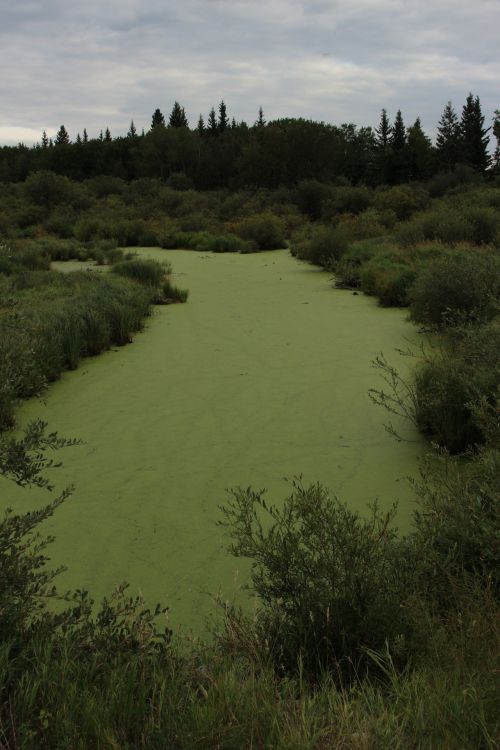 Lake Pond Scum Green Algae