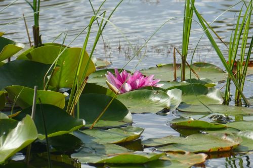 lake rose water lily plant