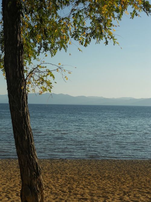 lake tahoe tree beach