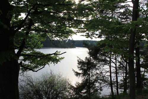 lake view  tree  lake