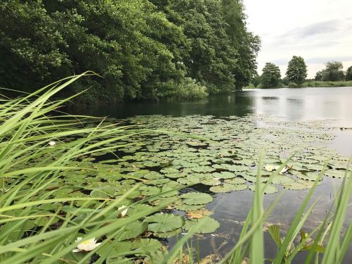 lake with water lilies lakeside pond