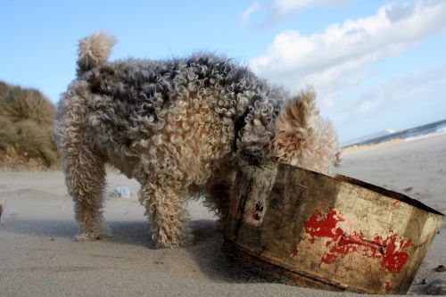 lakeland terrier dog