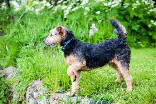 lakeland terrier dog terrier