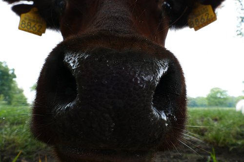lakenvelder  cow  muzzle