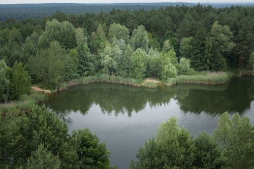 lakes tree water