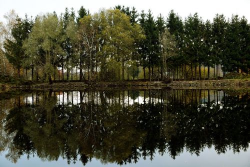 lakeside mirroring trees