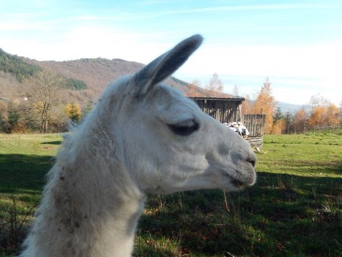 lama animal white