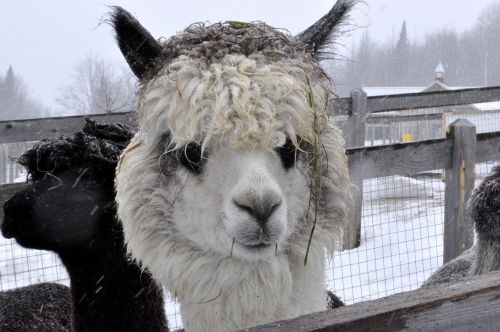 lama animal canada