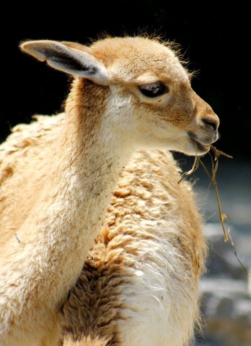 lama zoo animal world