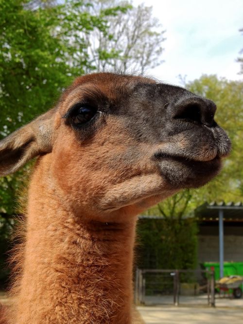 lama animal alpaca