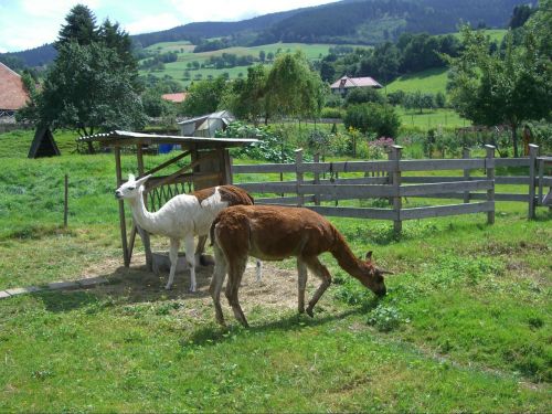 lama garden enclosure