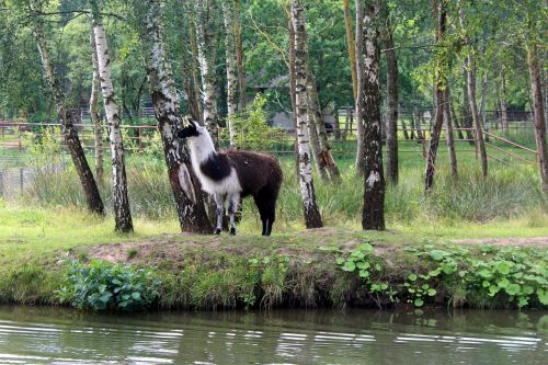 lama nature tree