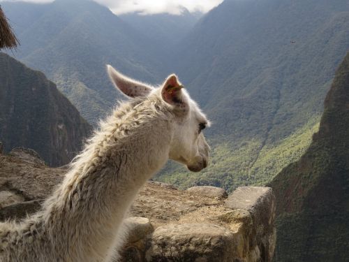 lama machu picchu peru