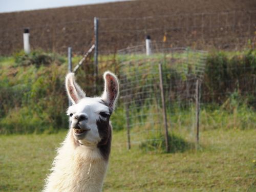 lama camel paarhufer