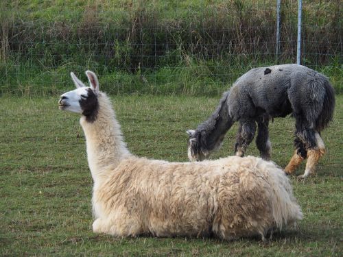 lama camel paarhufer