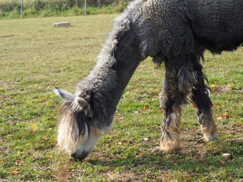 lama camel paarhufer