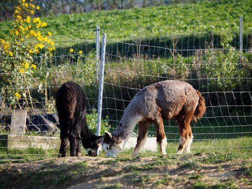 lama animal cute