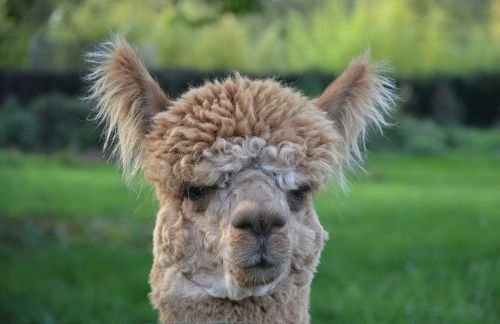 lama lama head to face domestic animal camelid