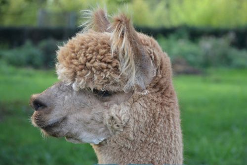 lama head lama profile domestic animal