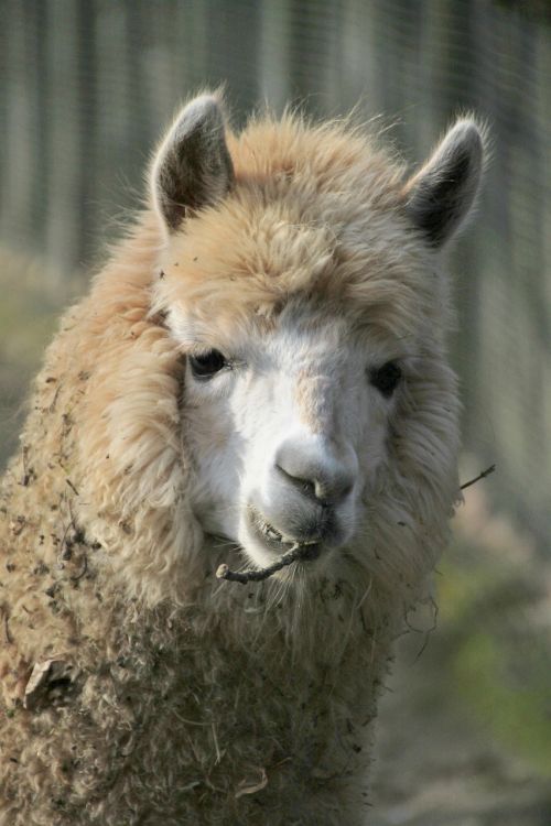 lama alpaca animal