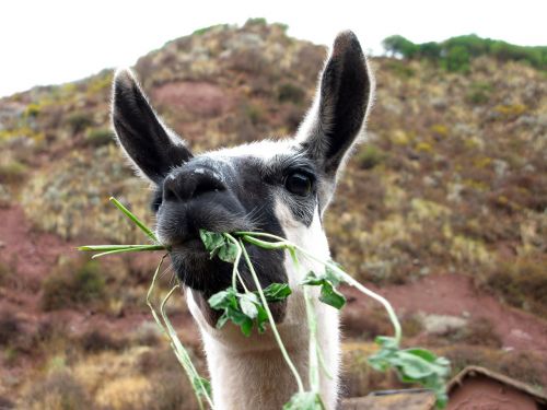 lama peru sacred valley