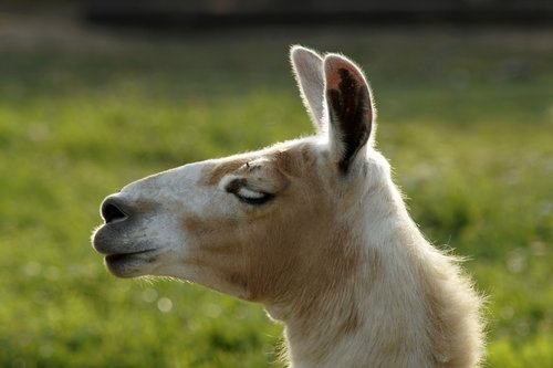 lama  lama head  head