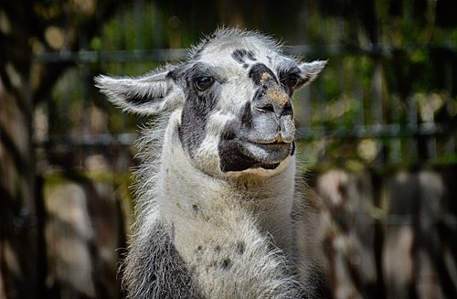 lama  animal  fur