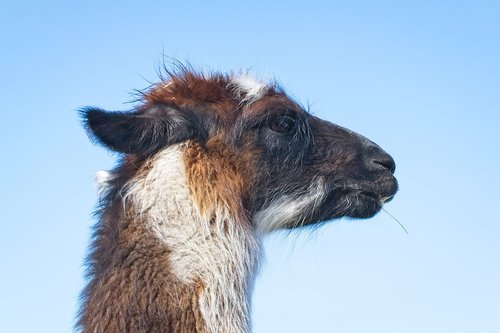 lama  head  animal