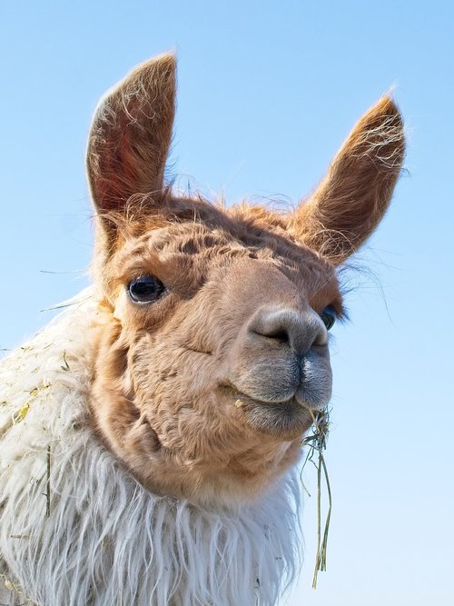 lama  head  animal