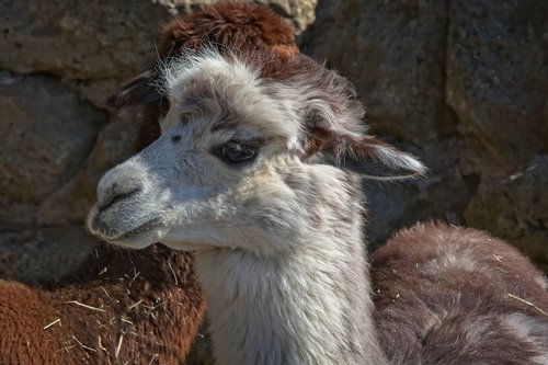 lama  head  alpaca