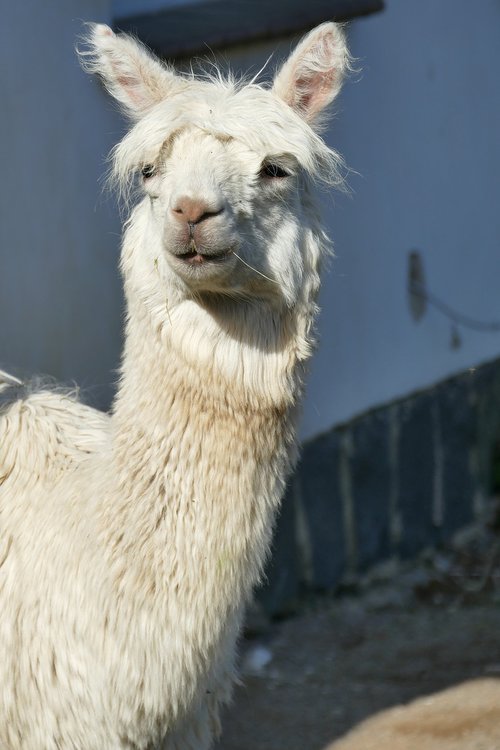 lama  animal  white