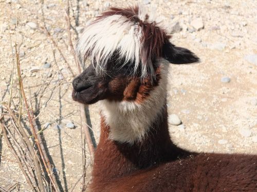 lama alpaca hair