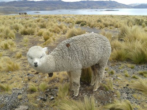 lama andes peru