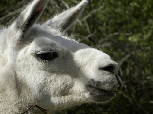 lama white zoo