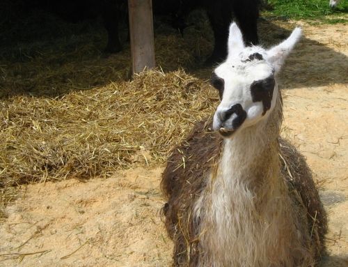 lama zoo farm