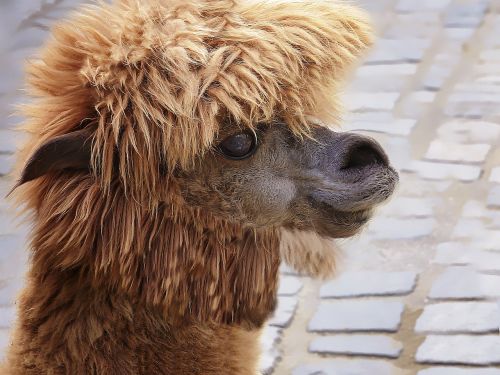 lama camel animal