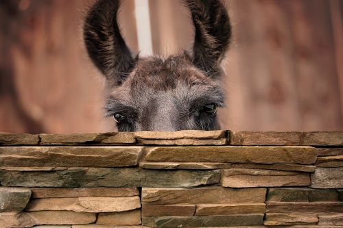 lama lama head camel