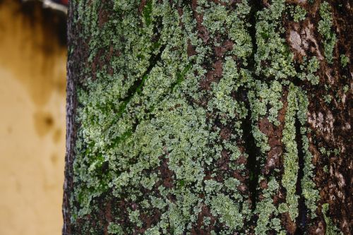 lama tree bark