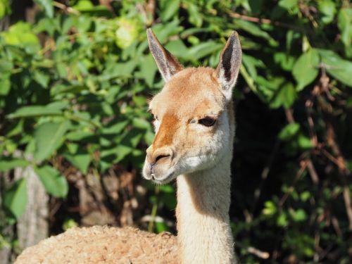 lama face zoo