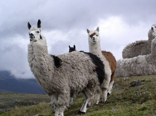 lama ecuador cotopaxi