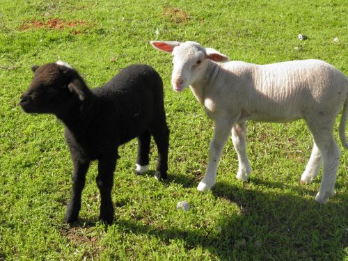 lamb black and white sheep