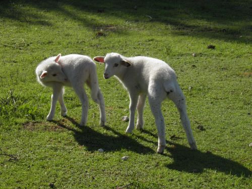 lamb sheep spring
